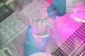 имплантат гиалинового хряща